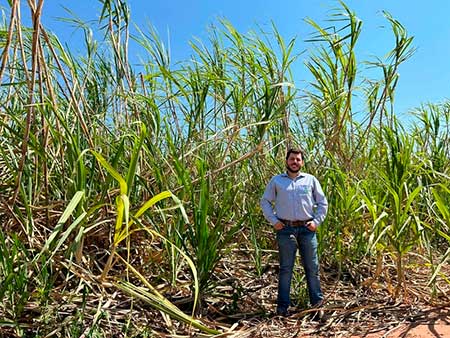 Manejo biológico auxilia produtor a atingir 120 toneladas de cana