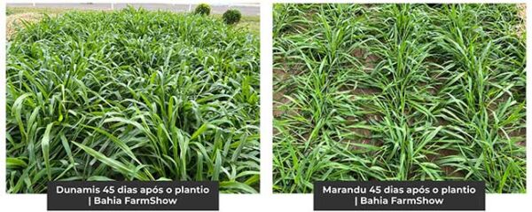 Brachiaria Benef Cios Do Capim Dunamis Em Rela O S Variedades