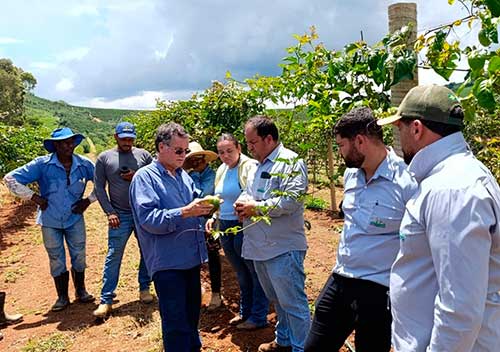 Coopercam Recebe Primeira Colheita Do Projeto Fruticultura Em