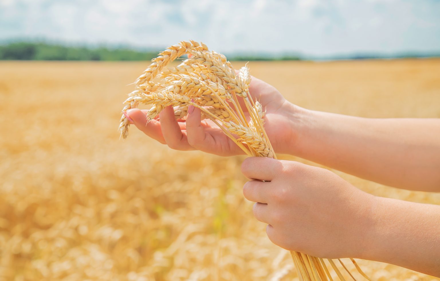 Inoculante proporciona mais eficiência no cultivo de trigo