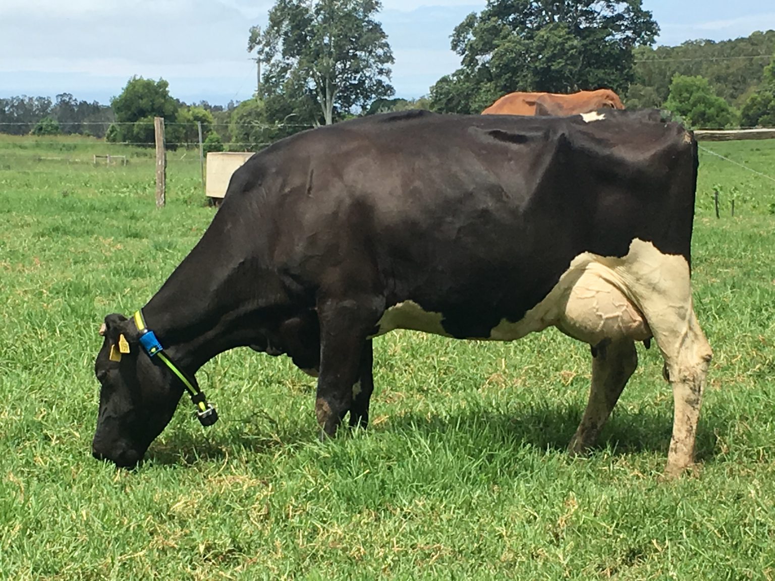 Pecuária leiteira: workshop online debate sobre o uso de recursos de inteligência animal e o impacto na eficiência produtiva
