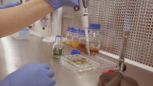 Solução desenvolvida pela USP poderá reduzir perda de produção de etanol por contaminação