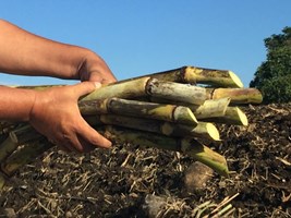 Setor de cana-de-açúcar apresenta potencial de crescimento em ano desafiador para a agricultura