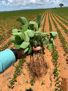 Alerta vermelho: O produtor precisa pensar em alternativas aos fertilizantes