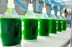 Biofertilizantes: insumos sustentáveis podem reduzir a dependência brasileira do mercado internacional