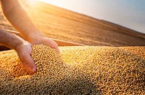 Yara destaca Programa Nutricional SuperSoja na AgroBrasília 2022