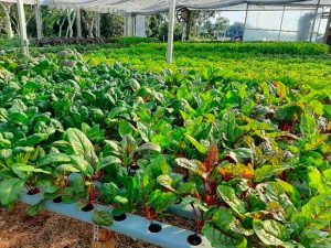 Expondo mais de 300 cultivares de sementes, ISLA marca presença na maior feira de Horticultura da América latina