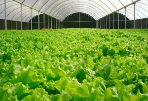 Chegada do inverno preocupa produtores rurais