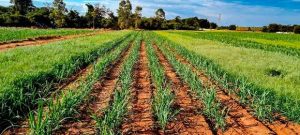 ADAMA lança Jumbo®, herbicida para o controle de gramíneas e folhas largas nos canaviais, na 21ª Herbishow