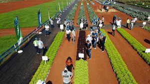 Open Field Day bate recorde de público e horticultores conhecem as novidades da Agristar do Brasil para o setor