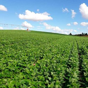 Projeto de irrigação diversifica fazenda e inspira produtores no RS
