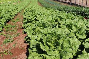 Num fluxo de economia circular, fertilizantes orgânicos aumentam produtividade agrícola