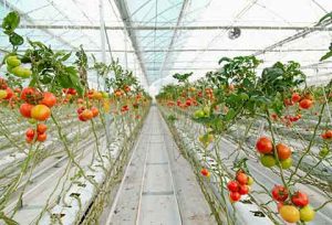 Horticultores podem reduzir riscos com novos filmes para estufas