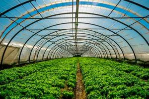 Horticultores podem reduzir riscos com novos filmes para estufas