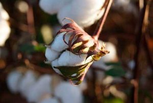 Projeto de cooperação internacional +Algodão visitará Campina Grande para conhecer experiências na cadeia do algodão na agricultura familiar