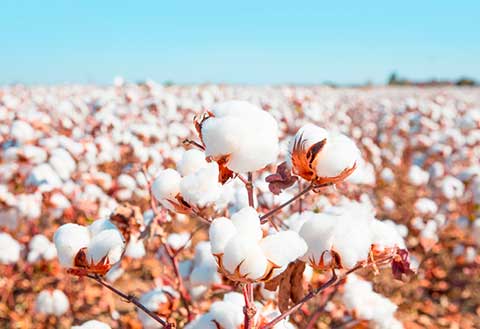 TMG lança cultivares de algodão para atender demandas de cotonicultores da região Centro-Oeste e na Bahia