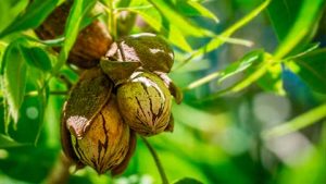 Divinut levará curso sobre cultivo da noz-pecã para a 45ª Expointer
