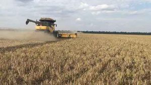 Estresse térmico pode reduzir produtividade do feijão em até 50%