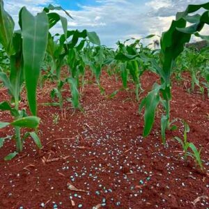 Novo fertilizante mineral misto fornece boro com fonte de liberação gradual e rápida