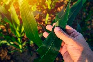 Novo condicionador de solo utiliza tecnologia microbiológica para aumentar a produtividade das lavouras
