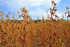 Estudo aponta oportunidades de redução nas emissões de carbono na produção de soja do Matopiba