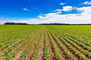 BASF lança índice de precisão para semeadura de soja desenvolvido com Inteligência Artificial