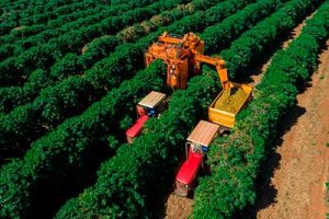 Tecnologia irlandesa testada nos cafezais brasileiros será apresentada no Encoffee 2022