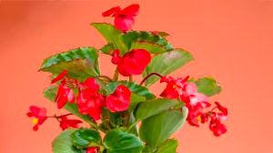 Flores e plantas voltam aos holofotes com a retomada da Expoflora, em Holambra