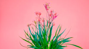 Flores e plantas voltam aos holofotes com a retomada da Expoflora, em Holambra