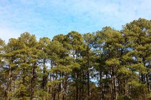 Luft Logistics planta mais de 5 mil mudas de árvores em Santa Catarina