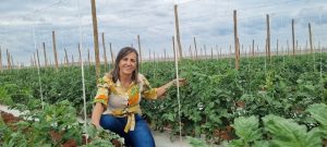 Tecnologia e cuidados no cultivo do tomate garantem boa produtividade