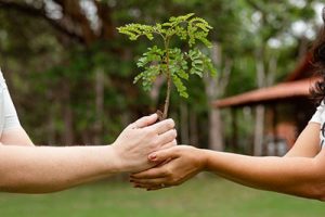 Restauração florestal, plantios de eucalipto e conservação da biodiversidade ganham destaque no Sul da Bahia
