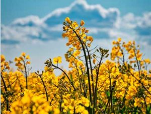 Novo catalisador CircleStar™ da BASF diminui a pegada de CO2 na cadeia de valor do bioetileno