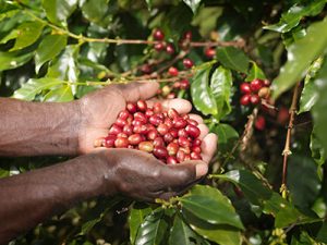 Bayer reúne especialistas em café para discutir desenvolvimento da cultura no país