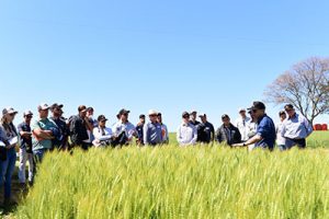 Trigos com maior rendimento e estabilidade são pauta de dia de campo