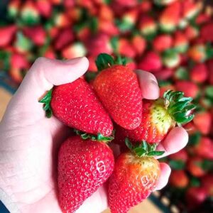 Bioinsumo natural auxilia produtores de morango a produzir mais sem impactos negativos ao ambiente e consumidores