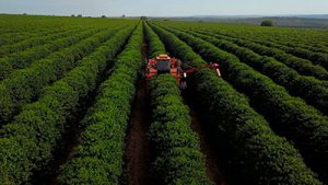 Café da Região do Cerrado Mineiro terá impressão digital