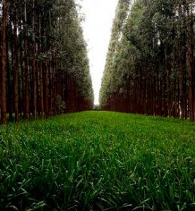 Intensificação sustentável da agricultura e pecuária gera oportunidade aos produtores