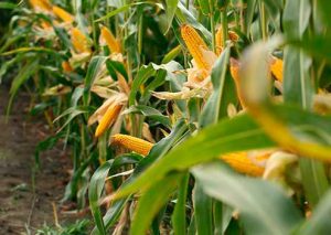 Herbicida pré-emergente lançado pela Bayer auxilia no controle de plantas daninhas no milho