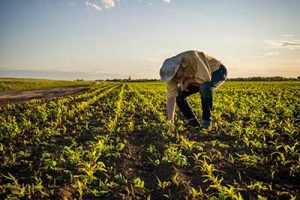 Manejo 4 C's da nutrição pode revolucionar a agricultura como conhecemos hoje