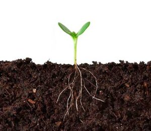 Chega ao mercado primeiro fertilizante com tecnologia restauradora da biodiversidade do solo