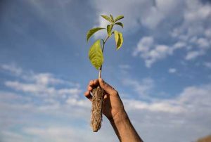 Cummins Water Works celebra avanços e um ano de sinergia com a ONG TNC