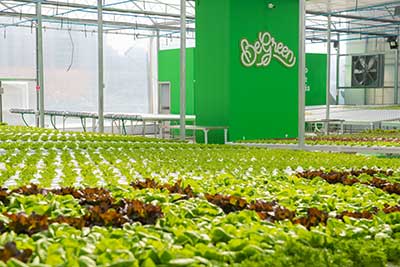 Begreen e universidade de Passo Fundo assinam acordo para a produção de amônia verde no RS