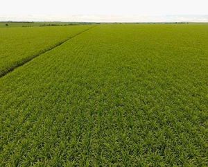 Caminhos da Maturação IHARA fará monitoramento, em tempo real, de indicadores de qualidade da cana