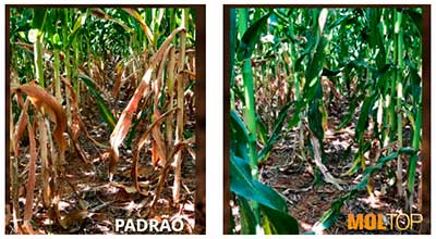 Ferramentas para condicionamento do solo podem render mais produtividade por hectare na cultura do milho