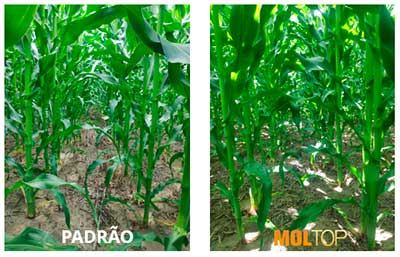 Ferramentas para condicionamento do solo podem render mais produtividade por hectare na cultura do milho