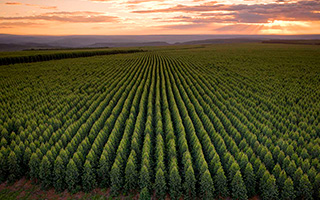 Pequenos agricultores do Vale do Jequitinhonha poderão plantar hortaliças nas terras da Aperam BioEnergia