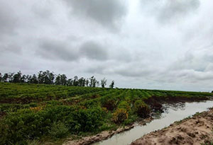 Excesso de chuva pode impactar as principais regiões produtoras