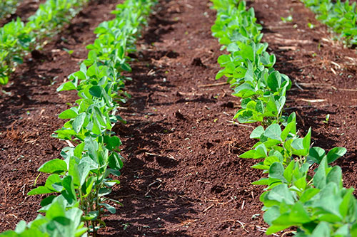 Técnicas ajudam produtores a verificarem a qualidade da Fixação Biológica de Nitrogênio na soja