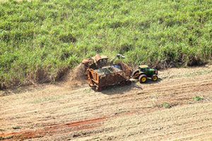 Usina Jacarezinho registra produtividade agrícola 21% acima da média do Centro-Sul em outubro